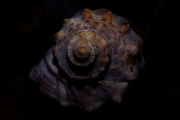 Purple seashell macro 