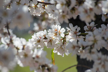 Almond trees in bloom at the end of winter - 728793048