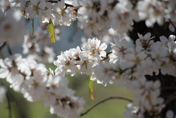 Almond trees in bloom at the end of winter - 728793071