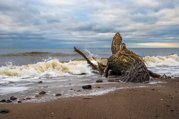 beach at sunset with tree