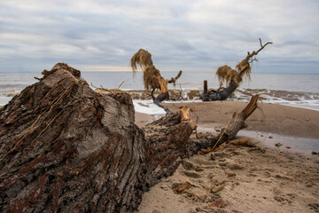 tree at the beach