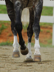 The legs of a horse trotting, hoof, rider, ride at a trot