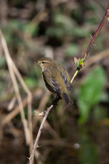 Chiffchaff Sitting on a Branch by a River