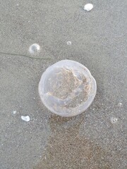 stranded jellyfish on the sand