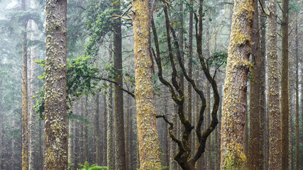 A mystical evergreen forest in the highlands of Madeira. The trunks of the trees are covered with moss.