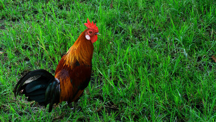Beautiful Rooster, cock on nature green grass background, farm animals.