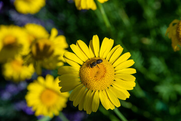 bee on flower