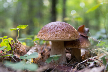 A white mushroom or podberezovik growing on lush green moss in the forest (Boletus edulis) Autumn is the mushroom picking season