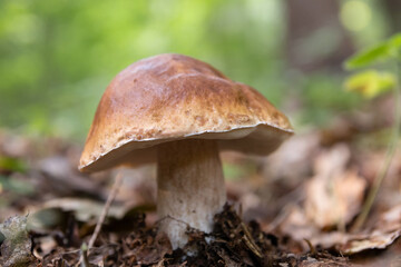 A white mushroom or podberezovik growing on lush green moss in the forest (Boletus edulis) Autumn is the mushroom picking season