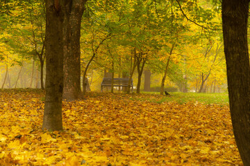Fototapeta premium A breathtaking autumn park on a foggy morning...