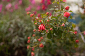 Incredible roses on a foggy day in an amazing park...