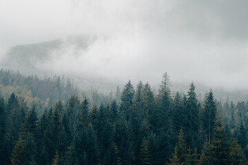 Foggy spruce forest woodland. Panoramic landscape. Mountain hills foggy woodland. Carpathian...