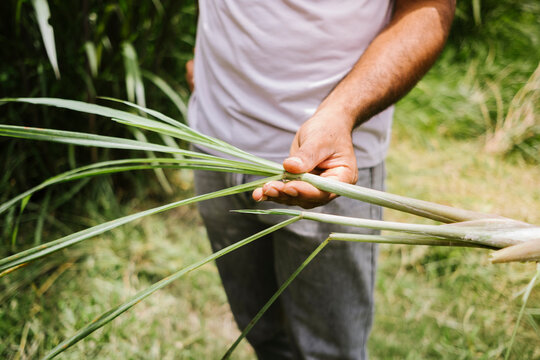 Agricultor mostrando capim santo / capim lim&atilde;o