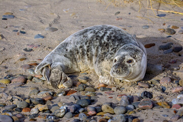 seal on the beach