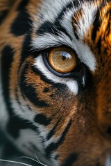 Tiger Eye and Fur Texture Close-Up: Deep Amber and Intricate Whiskers