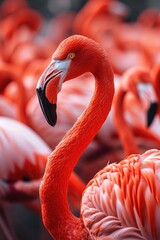Single Red Flamingo in Focus with Coral Plumage Among Flock