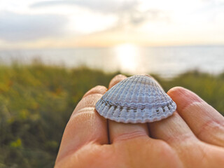 person holding a seashell