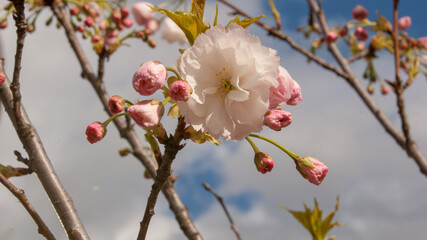 Cherry blossom