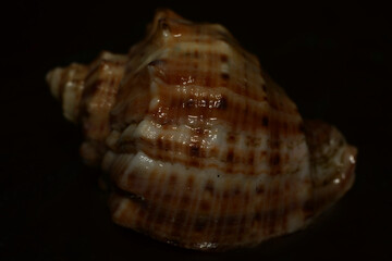 seashell