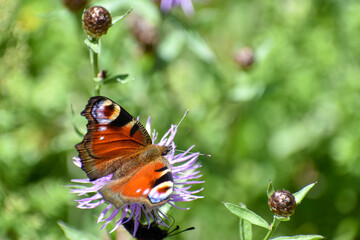 European peacock butterfly (aglais io) on a flower