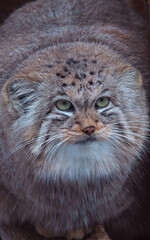 Portrait of Pallas's Cat (the local name is 