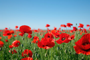 Fototapeta premium field of poppies swaying gently in the breeze under a clear blue sky