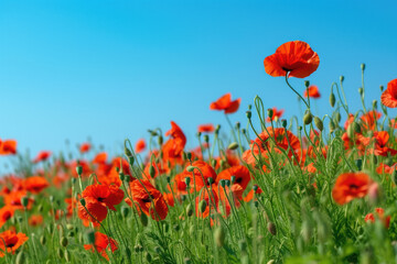 field of poppies swaying gently in the breeze under a clear blue sky