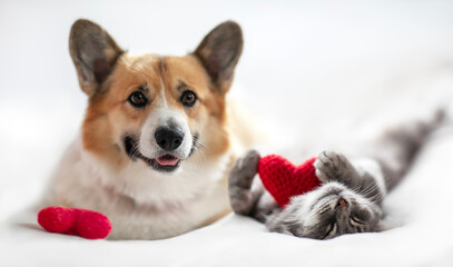 valentine card cute corgi dog and cat lie on a white bed background surrounded by red and pink heart symbols