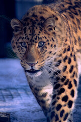 Amur leopard in the snow. Large wild spotted cat is the snow in the winter.