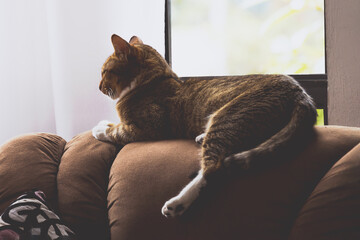 Photographic study of a beautiful cat resting on an armchair in the living room. - obrazy, fototapety, plakaty