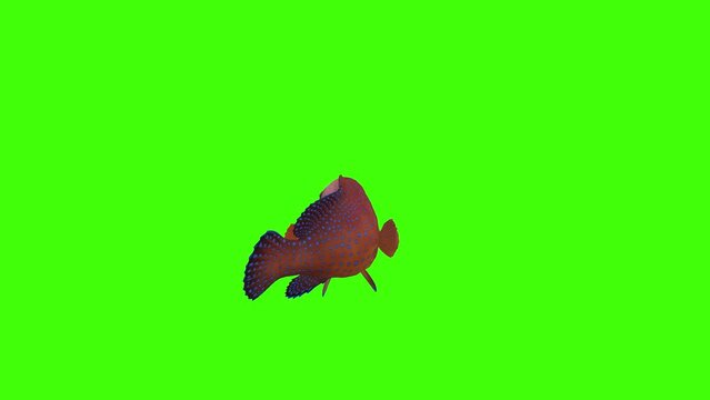 4k hind, rock floating render on chroma-key, 3D Coral grouper round-tailed Fish swim underwater ocean back view loop Animation on Green Screen