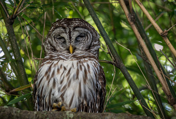 Barred Owl or Hoot Owl