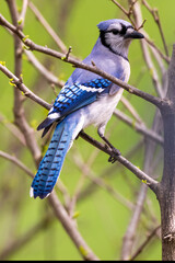 Blue Jay perched on tree branch