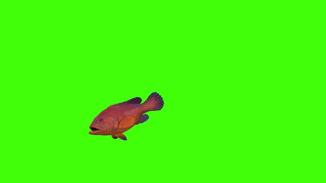 3D hind, round-tailed Fish swim underwater ocean side view entering the right side and out on the left side Animation on Green Screen, 4k Coral grouper floating render on chroma-key