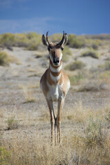 Naklejka na ściany i meble Antelope in Desert Landscape