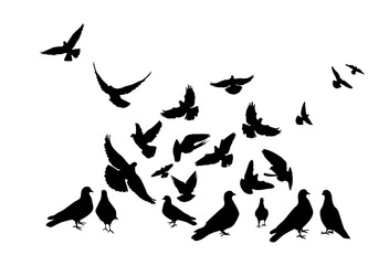 Flocks of flying pigeons isolated on white background. Pigeons are standing on the ground. hand drawing. Not AI, Vector illustration