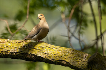 Mourning Dove on tree branch with soft light