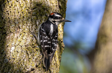 Downy woodpecker clinging to tree bark and illuminated with soft light