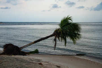 &Aacute;rvore ca&iacute;da