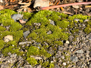 moss on the stone