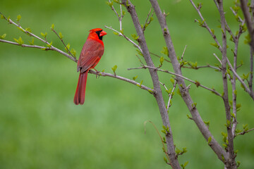 Male cardinal perches on tree branch with spring blooms and a green background