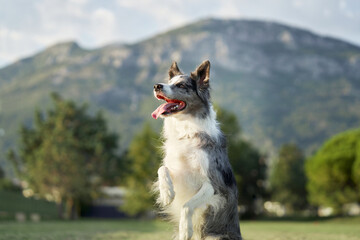A Border Collie dog sits up on its haunches in a park, mountains adorning the horizon. The joyful...
