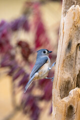 Titmouse bird clinging to dead tree with autumn colors in the background.