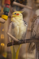 Fototapeta premium Beautiful photo of a bird. Ornithology.Funny parrot.Cockatiel parrot. Home pet yellow bird.Beautiful feathers.Love for animals.Cute cockatiel.Home pet parrot.A bird with a crest.Natural color. memes.