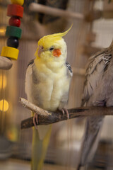 Parrots are sitting on a cage.Cute cockatiels.Cockatiel parrots pets.Parrots are playing.
Caring for pets.Two parrots.Smart bird.Bird with a crest.Cute animal.Funny bird.Parrot looks.Cockatiel.Pet.