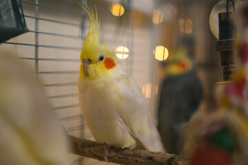 Beautiful photo of a bird. Ornithology.Funny parrot.Cockatiel parrot.
Home pet yellow...