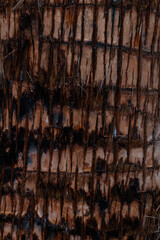 Close-up of textured palm tree bark with distinct pattern and fibers, ideal for natural designs