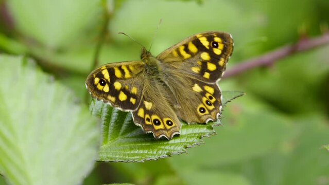 Speckled wood butterfly Pararge aegeria resting on bramble wings open