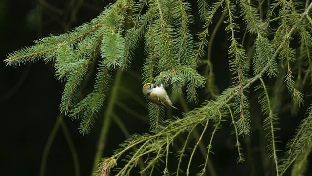 Goldcrest Regulus regulus bird feeding non-deciduous conifer tree