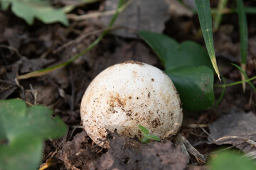 Medicinal mushroom Veselka (Phallus) with a white round cap, growing in the forest. Alternative medicine